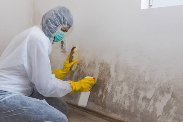 Mold Documentation for Insurance Claims in Somerville, NJ